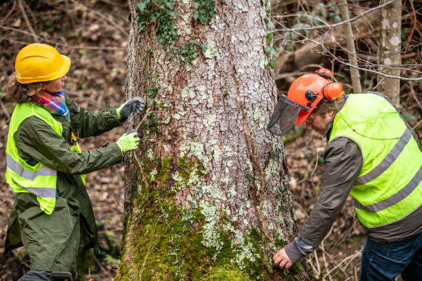 Trusted West Blocton, AL Tree Services Experts